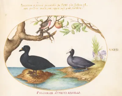 Animalia Volatilia et Amphibia (Aier): Plate XXVII
