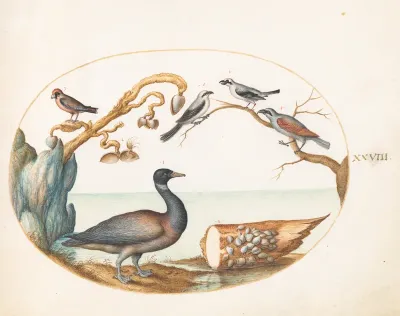 Animalia Volatilia et Amphibia (Aier): Plate XXVIII