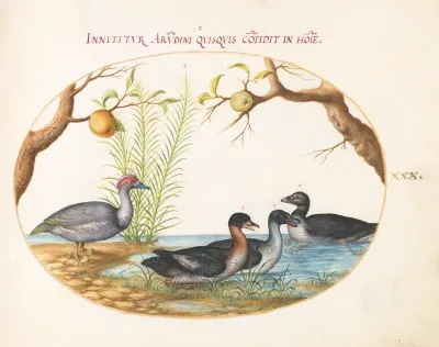 Animalia Volatilia et Amphibia (Aier): Plate XXX