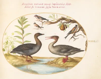 Animalia Volatilia et Amphibia (Aier): Plate XXXI
