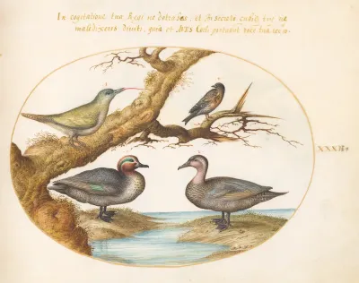 Animalia Volatilia et Amphibia (Aier): Plate XXXII
