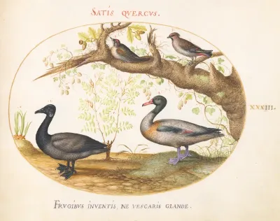 Animalia Volatilia et Amphibia (Aier): Plate XXXIII