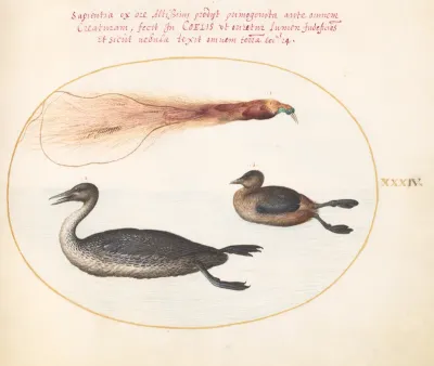 Animalia Volatilia et Amphibia (Aier): Plate XXXIV