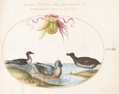 Animalia Volatilia et Amphibia (Aier): Plate XXXIX