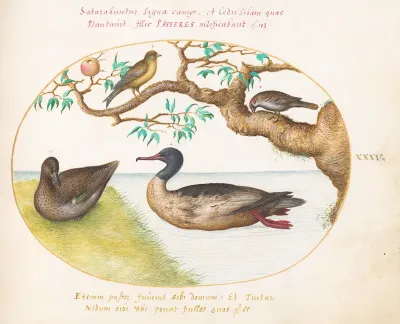 Animalia Volatilia et Amphibia (Aier): Plate XXXV