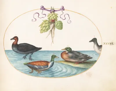 Animalia Volatilia et Amphibia (Aier): Plate XXXVI