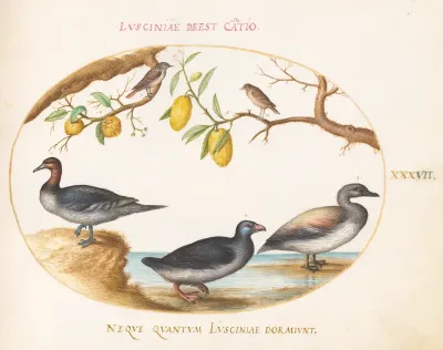 Animalia Volatilia et Amphibia (Aier): Plate XXXVII