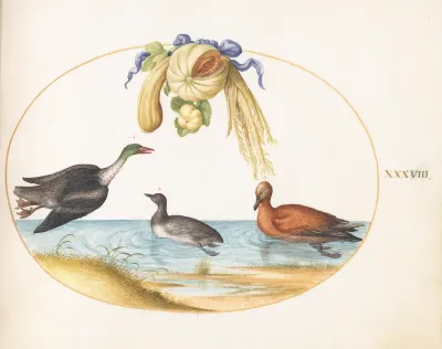 Animalia Volatilia et Amphibia (Aier): Plate XXXVIII