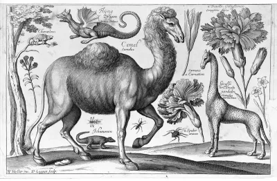 Animalium, ferarum, & bestiarum, florum, fructuum, muscarum, vermiumque icones variae, omnes ad vivum delineatae