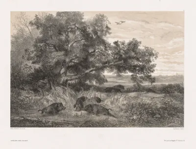 Animals and Landscape after Nature:  Wild Boar in a Pond