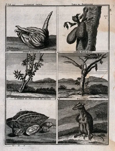 Animals and plants from the East Indies, including chinese citron or natsumikan, jak fruit, nam-nam tree, bilimbi tree, betel nuts and filander