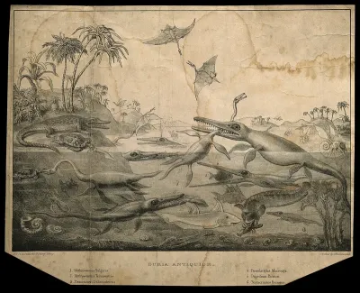 Animals and plants of Dorset in the Liassic period