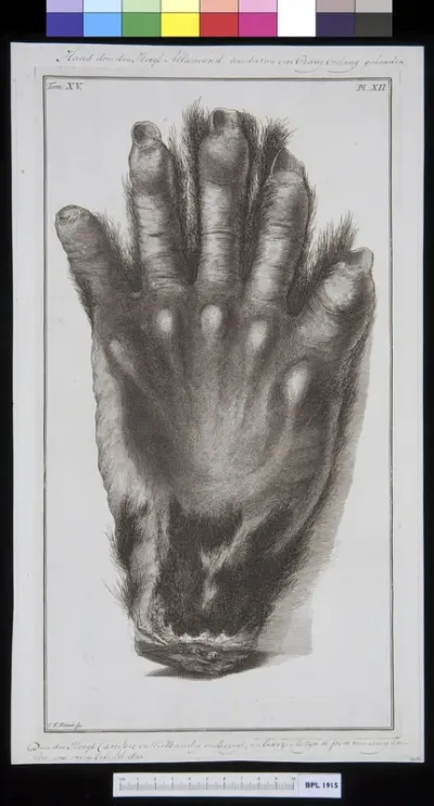 Animals: ape, hand or foot