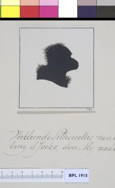 Animals: ape, head in silhouette