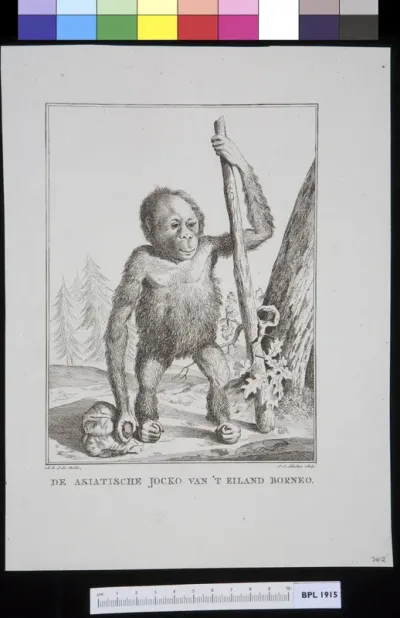 Animals: ape, orangutan