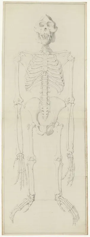 Animals: ape, skeleton