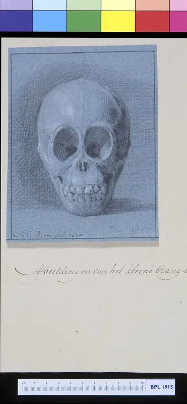 Animals: ape, skull