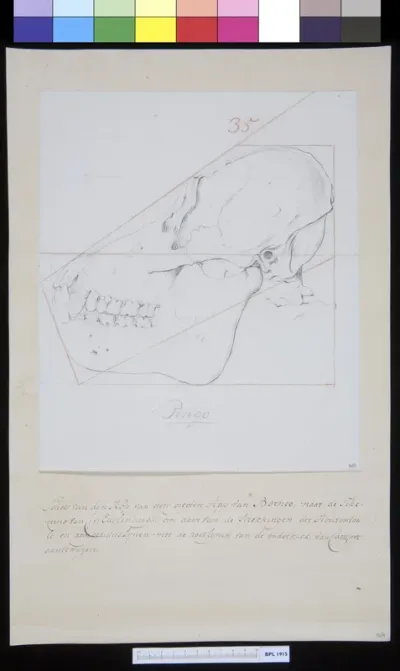 Animals: ape, skull
