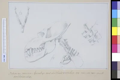 Animals: ape, skull, cervical vertebrae