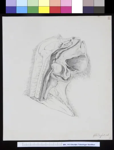 Animals: ape, skull, cross section