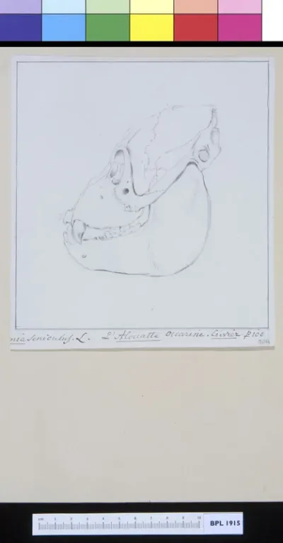Animals: ape, skull, lateral view