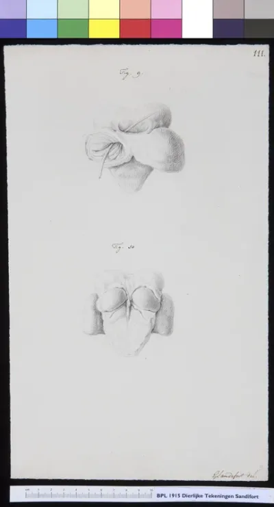 Animals: ape, unidentified bones