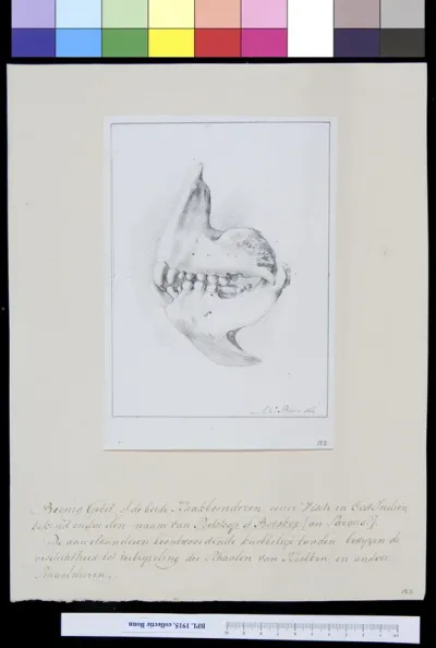Animals: both jaws of a fish