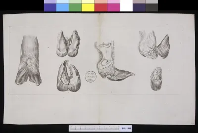 Animals: (bovine?) feet or hooves