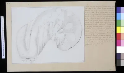 Animals: cattle, uterus