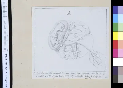 Animals: chicken, foetus