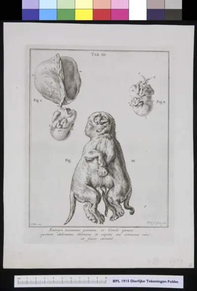 Animals: conjoined twins (human and dog)