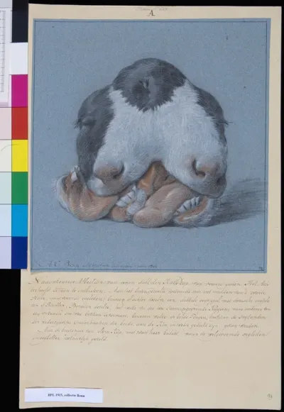 Animals: double-headed calf