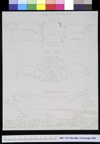 Animals: elephant, skull