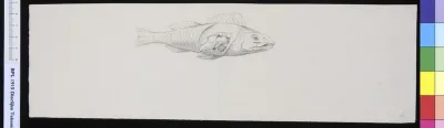 Animals: fish, intestines showing