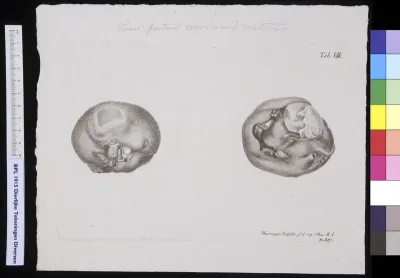 Animals: foetus