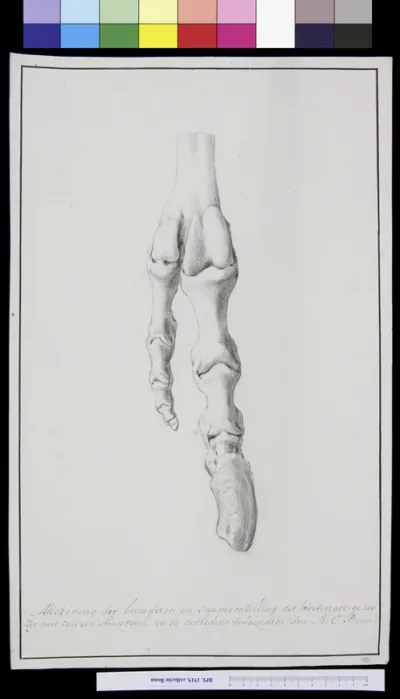 Animals: foot of an ostrich