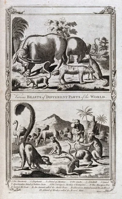 Animals from different parts of the world, including an elephant, a lynx, a camel and a jackall