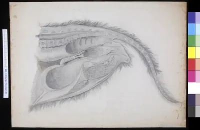 Animals: gastrointestinal tract