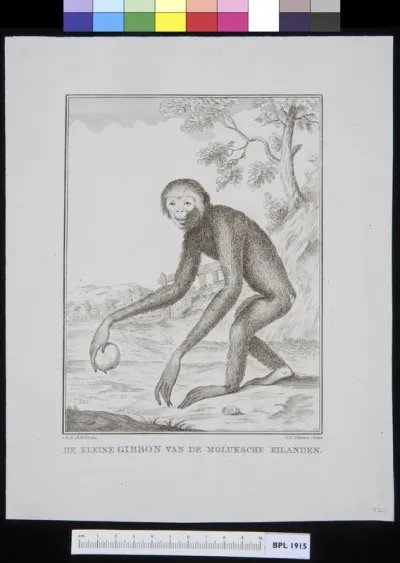 Animals: gibbon