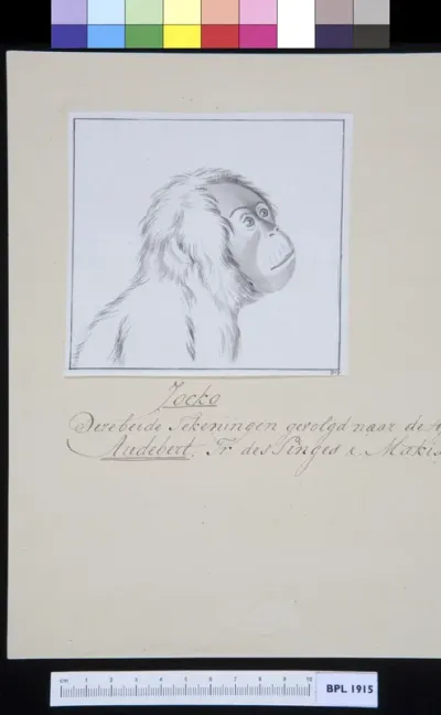 Animals: head of a jocko (chimpanzee)