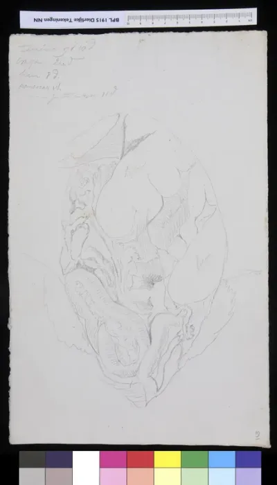 Animals: kangaroo, organs (verso: fish, genitals)