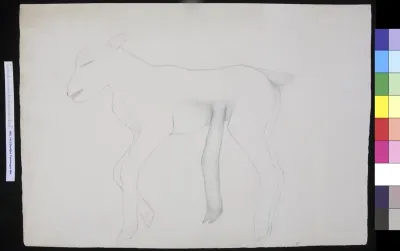Animals: lamb with five legs