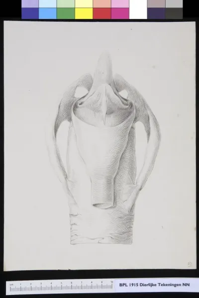 Animals: larynx