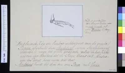 Animals: left foot of an ape, frontal view