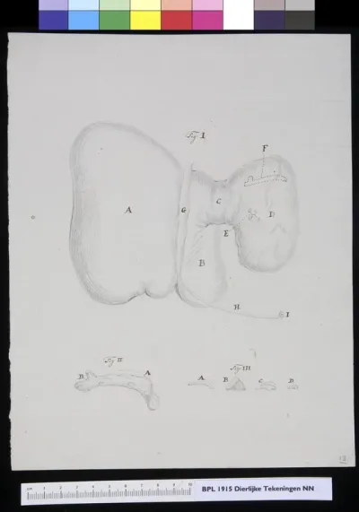 Animals: liver