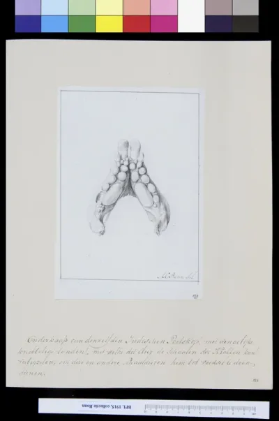 Animals: lower jaw of a fish