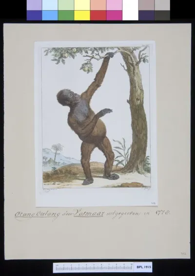 Animals: orangutan