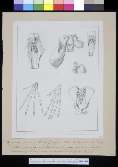 Animals: orangutan, lungs, bones of the hand and pelvis