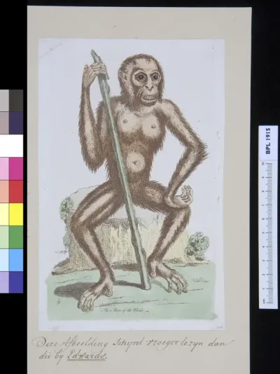Animals: orangutan
