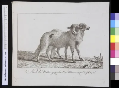 Animals: sheep, conjoined twins